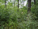 Tentýž les mimo oboru a dosah chované zvěře. Tady se ochrana přírody potýká s přesně opačným problémem – podrost přirozeně zmlazujících dřevin je tak hustý, že byliny nemají šanci. Bujně zmlazují nejen javor babyka (Acer campestre) a jasan ztepilý (Fraxinus excelsior), ale např. i duby (Quercus spp.). Foto R. Hédl