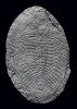 Odlitek trilobita Nobiliasaphus kumatox z bohdaleckého souvrství (svrchní ordovik). Tento 30,5 cm dlouhý jedinec byl objeven při ražbě stanice metra Strašnická v Praze. Foto L. Laibl