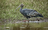 Ibis obrovský (Pseudibis gigantea, dříve Thaumatibis) prochází koextinkcí po rozpadu společenstva dnes téměř vyhynulé megafauny, jež formovala sezonní mokřady monzunových savan a lesů Indočíny, na které je úzce specializován. Populace tohoto největšího ibise (4 kg) klesla za 100 let z hojného druhu po kriticky ohrožený s početností méně než 100 párů a dále klesá. Severní Kambodža. Foto K. Yoganand. Převzato z Wikimedia Commons, v souladu s podmínkami použití (https://commons.wikimedia.org/wiki/File:Giant_ibis_in_habitat_28Mar2024_for_Wikimedia_03.tif)