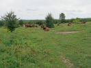 Megafauna dává vzniknout řadě specifických biotopů, které bez ní v krajině chybějí. Zubr evropský (Bison bonasus) vytváří mimo jiné druhově charakteristická prachová koupaliště (vpravo nahoře), jejichž plochu nejprve připraví stržením drnu pomocí kopyt a rohů. Do několika měsíců zubři koupaliště opouštějí a zanechávají po sobě malé plošky bez vegetace, jež osídlují organismy vázané na raně sukcesní stanoviště. Na snímku typicky megafaunou podmíněná heterogenita a vysoká květnatost bylinné vegetace. Pastevní rezervace Milovice. Foto M. Jirků