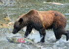 Megafauna přispívá i k transportu látek mezi moři a kontinenty. Medvědi hnědí (Ursus arctos) představují spojovací článek moře–souš intenzivním lovem lososů. Zapojují se i medvědi baribalové (U. americanus) a jiní predátoři, všežravci a mrchožrouti, kteří se na lososech prohýřených medvědy hnědými ve velkém přiživují. Vysoce nedostatkový fosfor z mořských lososů se tak šíří trusem a plýtváním kořistí v zóně stovek až tisíců metrů podél toků, kde významně ovlivňuje charakter a chemické složení vegetace. Z obohacené vegetace se fosfor šíří dále prostřednictvím býložravců. V podstatné části Holarktidy tento dopravník zhroucením populací lo sosů a medvědů zanikl. Před tisíciletími bychom přitom podobný výjev asi mohli pozorovat třeba z pražské Vyšehradské skály. Foto Forest Service Alaska Region, United States Department of Agriculture. Převzato z Wikimedia Commons, v souladu s podmínkami použití (https://commons.wikimedia.org/wiki/File:20230819-FS-BL-tongass-BrownBear-ChumSalmon-0014_(53329805568).jpg)