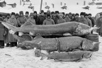 Vyza velká (Huso huso) je velikostí přes 7 m a hmotností 1,5 tuny i délkou migrací až 2 300 km mezi mořem a sladkými vnitrozemskými vodami rekordmanem eurasijské ichtyofauny. Snímek z r. 1924 od řeky Volhy je smutnou připomínkou, že povodí Volhy a Dunaje ještě relativně nedávno brázdily obří ryby, které řekou Moravou občas zavítaly i na jižní Moravu. Ve 20. století většinu sladkovodního areálu vyzy amputoval nespočet příčných překážek na obou největších řekách Evropy. Již v době pořízení fotografie byl zřejmý strmý pokles velikosti vyz a objemu úlovků vlivem neudržitelného lovu. Foto neznámého autora, 20. léta 20. století