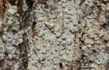 Příklad dnes vzácných lišejníků smrkových lesů s výskytem na boubínské lokalitě pod Basumským hřebenem: papršlice bělohlavá (Lecanactis abietina, Šumava, 2020). Foto F. Bouda