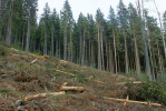 Příklad asananční těžby s ponecháním části dřeva provedené během r. 2020 v kulturních smrčinách v blízkosti bez­zásahového pralesního jádra NPR Boubínský prales. Foto J. Hofmeister