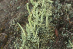 Příklad dnes vzácných  lišejníků smrkových lesů s výskytem  na boubínské lokalitě pod Basumským hřebenem: dutohlávka sírová (Cladonia sulphurina). Foto F. Bouda