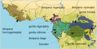 Současné rozšíření afrických lidoopů. Upraveno podle: CITES (2018)