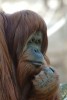 Početnost orangutana sumaterského (Pongo abeli) jak v chovu, tak ve volné přírodě je nižší než orangutana bornejského (P. pygmaeus). Foto J. Šafář