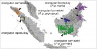 Současné rozšíření asijských lidoopů. Upraveno podle: CITES (2018)