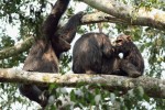 V chráněných územích, jako je ugandský národní park královny Alžběty, kde žije šimpanz východní (Pan troglodytes schweinfurthii), se vyskytuje  jen menší část volně žijících šimpanzů.  Foto F. Pelc