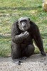 V červeném seznamu celosvětově ohrožených druhů vydávaném  Mezinárodní unií ochrany přírody (IUCN) je šimpanz hodnocen jako  ohrožený. Samec blíže neurčeného  poddruhu, původem z Kamerunu,  v zoologické zahradě Safari park  Dvůr Králové. Foto J. Šafář