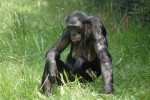 Málo známý druh lidoopa bonobo (Pan paniscus) žije pouze v části Demokratické republiky Kongo. Foto J. Šafář