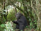 Šimpanz osídluje různé typy lesů,  od deštných pralesů až po křovitou  savanu, vyskytuje se ale i v zemědělsky využívané krajině. Stanice Sweetwaters  ve střední Keni. Foto J. Plesník