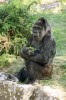 Samici gorily nížinné (Gorilla gorilla gorilla) Fatu z berlínské zoologické zahrady je nejméně 61 let. Spolu se samicí Trudy ze zoo v americkém Little Rock jde tak o vůbec nejstarší známou gorilu. Foto J. Plesník