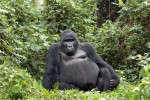 Gorily horské z Bwindského národního parku v jihozápadní Ugandě by mohly být podle některých názorů pokládány  za samostatný poddruh. Foto J. Šafář