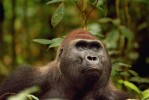 Gorila nížinná (Gorilla gorilla) – samec badateli pojmenovaný Makumba, v chráněném území Dzanga Sangha, Středoafrická republika. Gorily nížinné jsou hodnoceny jako kriticky ohrožené odlesňováním, přetrvávajícím lovem pro maso a úmrtnost na virus ebola u nich může v určitých oblastech dosáhnout v době vrcholící epidemie až 95 %. Foto: A. D. Mihalca a G. D’Amico