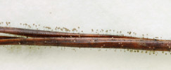 Mikroskopickou vřeckovýtrusnou houbu kosmatku borovou (Desmazierella acicola) můžeme velmi často najít na jehlicích borovic v podobě anamorfy – hustého porostu konidioforů, která byla pojmenována na konci 19. století jako Verticicladium trifidum.  Foto O. Koukol