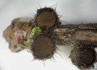  Teleomorfa vřeckovýtrusné houby kosmatky borové (Desmazierella acicola) vyznačující se malými a hustě chlupatými apotecii se tvoří pouze brzy na jaře a byla popsána o 22 let dříve. Foto O. Koukol