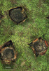 Okrouhlá plochá stromata káčovky lemované (Biscogniauxia marginata). V detailu jsou patrná ústí zanořených plodnic jako černé tečky na stromatech. Foto O. Koukol