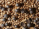 Kulovité plodničky (kleistotecia) vřeckovýtrusné houby Albertiniella polyporicola bývají při běžných mykologických průzkumech přehlížené. Foto O. Koukol