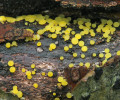 Voskovičku citronovou (Calycina citrina) si v přírodě takřka nelze splést s jiným druhem houby; shluky až stovek plodnic (apotecií) na tlejícím dřevě jsou pro ni charakteristické. Foto O. Koukol