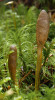 Stromata housenice cizopasné (Tolypocladium ophioglossoides) vyčnívají mírně nad povrch lesní půdy. Foto O. Koukol