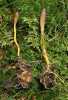 Stromata housenice cizopasné (Tolypocladium ophioglossoides), po jejich vyhrabání je zřejmé, že vyrůstají z podzemních hlízovitých plodnic jelenky (Elaphomyces). Foto O. Koukol