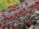 Rážovka rumělková (Nectria cinnabarina) tvoří shluky červených plodnic (peritecií) na tlejících větvičkách nejrůznějších listnáčů. Foto L. Zíbarová