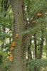 Sírovec žlutooranžový (Laetiporus sulphureus) parazituje na různých druzích listnatých stromů, na jejichž kmenech tvoří nápadné trsnaté plodnice. Foto O. Koukol