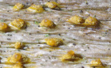  Při bližším pohledu je patrné, že žluté tečky jsou vrcholky pyknid prorážející pokožku listů a vylučující velké množství nepohlavních spor (konidií), které vytvářejí na vrcholu žlutou kapičku. Tyto symptomy jsou typické pro mikroskopickou vřeckovýtrusnou houbu druhu Microthia nepenthis. Foto O. Koukol