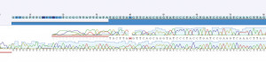 Chromatogram neboli vizualizace sekvence DNA markeru. Vysoké a štíhlé křivky představují kvalitní zápis, se kterým můžeme směle pracovat. Nejasné nebo překrývající se křivky (či spíše hrbolky) ukazují na nejasné čtení při sekvenování, a ačkoli nám programy i tyto nekvalitní úseky nějakým způsobem interpretují, neměli bychom je v analýzách používat. Nejasné úseky nemusíme vymezovat sami, většina programů je najde automaticky (na chromatogramu jsou to ty podložené růžovou linkou). Překrytím dvou identických sekvencí lišících se tím, že jedna byla sekvenována zepředu a druhá zezadu (od 3′ konce a od 5′ konce DNA), získáme tzv. konsenzuální sekvenci, která představuje nejspolehlivější zdroj informace (od 41. pozice vpravo). Na uvedeném příkladu je na pozici 40 v jedné sekvenci adenin (A), zatímco ve druhé chybí. Interpretace v tuto chvíli není snadná, takže pokud si nechceme vnést chybu do našeho data­setu, můžeme místo adeninu zapsat N (nejasná báze), nebo celý úsek až do  40. báze odstřihnout a pracovat bez něj.  Orig. O. Koukol