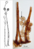 Nákres tropické mikroskopické vřeckovýtrusné houby druhu Acrodictys similis z původního popisu z r. 1984 (vlevo, převzato z práce Holubová-Jechová a Sierra 1984). Po revizi typové položky autor tohoto článku našel důležitý morfologický znak, póry v přehrádkách v konidiích (vpravo, viz šipka), který nebyl zmíněný v popisu, ani na obrázku.  Foto O. Koukol