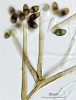 Mikroskopickou vřeckovýtrusnou houbu Cordana pauciseptata pojmenoval německý mykolog C. G. T. Preuss po vý - znamném českém mykologovi a paleontologovi Augustu C. J. Cordovi (1809–1849). Druhové jméno odráží malý počet přehrádek u konidií – z latinského paucus skrovný počtem a septum přehrádka.  Foto O. Koukol