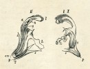 Detailní kresba květu hluchavky bílé (Lamium album) k článku O květech (Živa 1855, 3: 83–91). Orig. J. Sachs