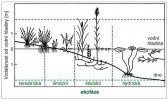 Ekofáze podle S. Hejného (1957, 1960, 1971) na pobřežích stojatých vod, a k příslušným ekofázím nejlépe adaptované životní formy vodních a bažinných cévnatých rostlin ve vztahu ke kolísání vodní hladiny. Svislá osa – vzdálenost od průměrné polohy hladiny v metrech, čárkované vodorovné úsečky – nejnižší a nejvyšší možná úroveň vodní hladiny. Orig. Š. Husák, kreslila R. Bošková.