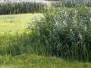 Terestrický rákos obecný (Phragmites australis). Foto J. Květ