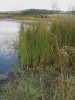 Ochthohydrofyt a phragmitid orobinec úzkolistý (Typha angustifolia) v pobřežním porostu v litorální ekofázi. Foto J. Květ