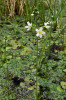 Aerohydatofyt a myriophyllid žebratka bahenní (Hottonia palustris) na rozhraní hydrofáze a litorální ekofáze v aluviální tůni. Foto A. Kučerová