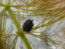 Pleustofyt a ceratophyllid růžkatec bradavčitý (Ceratophyllum submersum) vyjmutý z vody, s plodem v úžlabí listu. Silně zvětšeno. Foto A. Kučerová