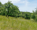  Šipáková doubrava na Boubové (lokalita Na Pláních) s dubem pýřitým (šipákem, Quercus pubescens). Jde o jedno z posledních míst výskytu rudohlávku jehlancovitého. Foto T. Jůnek