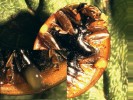 Dospělé slunéčko východní (Harmonia axyridis) s kapkami hemolymfy na kolenních kloubech. Foto O. Nedvěd