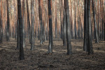 Požárem zasažený bor u Bzence  na Hodonínsku. Foto P. Bobek