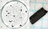 Zuhelnatělé části rostlin na Petriho misce (a) určené ke kvantifikaci v analyzovaném vzorku, a detail uhlíku na milimetrovém papíře (b). Foto P. Bobek (a) a A. Moravcová (b)