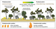 Schéma změny vegetace v jihovýchodní Austrálii po kolonizaci Evropany v 18. století. Před příchodem kolonistů převládala savanová krajina s travinami a bylinami, roztroušenými stromy a keři. Vegetaci udržovali původní obyvatelé poměrně častým vypalováním. Tyto cíleně zakládané požáry byly sice běžné, ale ne nabývaly nijak rozsáhlých rozměrů a oheň živilo převážně bylinné patro. Po upuštění od vypalování se nahromadila dřevní biomasa a traviny byly vystřídány keři, což vedlo ke zvýšení intenzity požárů. Upraveno podle: M. Mariani a kol. (2022)