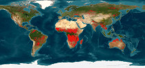 Mapa světa s červeně vyznačenými oblastmi vyhořelými během r. 2021. Zdroj dat: FIRMS za využití algoritmu MODIS (https://www.earthdata.nasa.gov/ learn/find-data/near-real-time/citation# ed-lance-disclaimer)