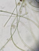 Vzácná sinice Hapalosiphon intricatus, rostoucí přisedle na vodních rostlinách. Foto J. Kaštovský