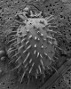 Vzácný taxon ze skupiny  krásnooček – Trachelomonas bituricensis var. lotharingia – s charakteristickou schránkou s robustními trny ve skenovacím elektronovém mikroskopu. Foto J. Juráň
