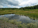 Rybník v chráněné krajinné oblasti Brdy s vyvinutou vegetací vodních  rostlin a viditelnou biomasou řas. Foto J. Kaštovský