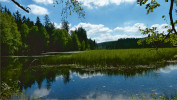 Plochu Huťského rybníka postupně zanáší sediment a zarůstá vegetace, zejména přeslička poříční (Equisetum fluviatile). Nad lokalitou jsou rozsáhlé podmáčené a rašelinné louky. Populace rdestů (Potamogeton spp.) spolu s ne­původním vodním morem kanadským  (Elodea canadensis) rostou ve volné části rybníka. Novohradské hory. Foto J. Juráň