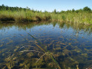 Břehyňský rybník s vyvinutým litorálem a poměrně rozsáhlými porosty vodních rostlin s výraznými nárosty sinic a řas pod hladinou. Dominují zde druhy zelených vláknitých řas (např. Bulbo­chaete nebo Chaetophora) a rozsivek. Foto J. Kaštovský