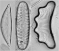 Příklady boreo-alpínských rozsivek z Novohradských hor. Zleva Encyonema elginense, Pinnularia lata a Eunotia  tetraodon. Foto F. Hrubý